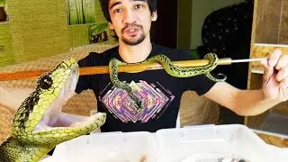 ОПАСЕН ЛИ УКУС НИЦШЕ? Рассказ о черно-зеленой кустарниковой гадюке (Atheris nitschei)