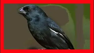 Cuban Bullfinch Song! Cuban Bullfinch Call! Cuban Bullfinch Sound! Cuban Bullfinch Chirp!