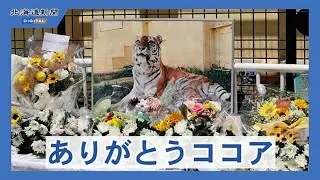 「ありがとうココア」　釧路市動物園でアムールトラお別れ会