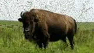 Fluffy Buffalo