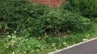 Front garden makeover