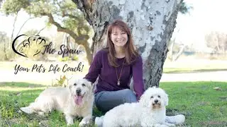Dogs Can Have Panic Attacks - Know What You Can Do To Help Your Pups