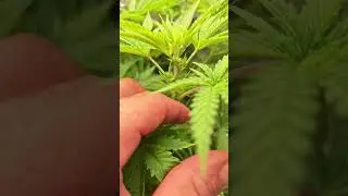A Male Plant.....