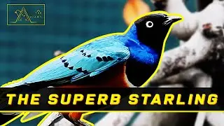 Познакомьтесь с The Superb Starling, The Beautiful Birds with High Solidarity Серия 19