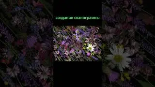 Создание сканограммы #сканография #насканере #scanogram #scanner #natureshorts #flowers