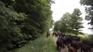 Cattle Drive at Rawhide Adventures part 1