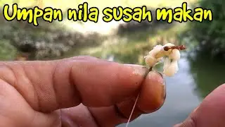 Cara pasang umpan kroto buat mancing nila liar
