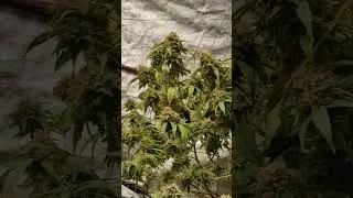 CRITICAL MASS ‼️ Bl&uuml;tetag 61 #grow #green #growth #followme