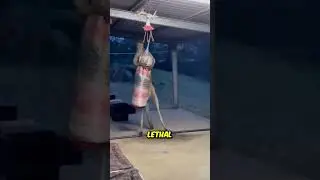 Big Kangaroo vs Punching Bag (@dalu) #shorts