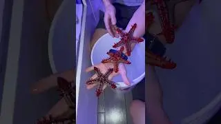 These Starfish are so Beautiful!😍