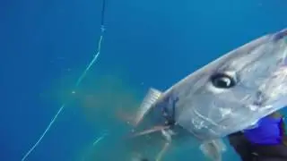 Ascension Wahoo Taken With Hatch Super Amero Designed by Neptonics