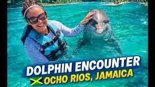 Unbelievable Cruise Ship to Dolphin Cove Adventure 