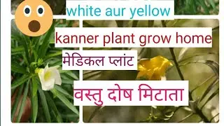 वस्तु दोष को मिटाता हैं ये पीले सफ़ेद रंग के फूल के आयुवेर्दीक लिए वरदान vastu kanner medical plant
