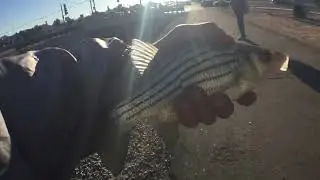 Yellow bass outta the canal