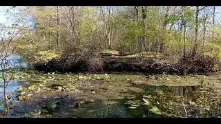 Patrick Halcott- Momma Don't Allow (Cover)( Mississippi Fred McDowell style )