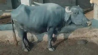 نیلی راوی بھینس  | nili Ravi buffalos | Maweshi mandi Rates latest update 