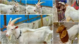 Import Bloodline Saanen Goat Kids, Boer Stud & Boer Kids at Almeen Exotics Mumbai