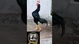king shamo # breed of AH Shamo 💪💪💪 # black king 🖤🖤🖤