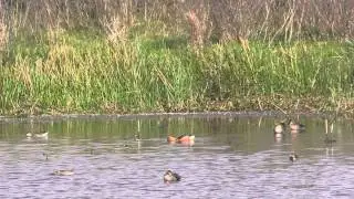 Fulvous Whistling Duck