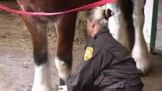Budget may rein in mounted police  [Delaware Online News Vid