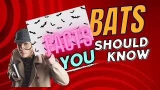 Myth: Bats are blind: Busting Bat Myths #misconceptions #bats #debunked