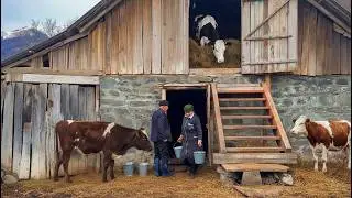 Traditional Village Farm | Milking Cows, Livestock Care & Countryside Life
