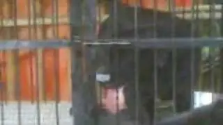 smart dog opening cage