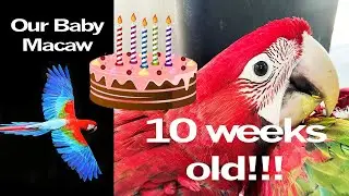 10 week old baby Macaw Parrot | Maui the Macaw