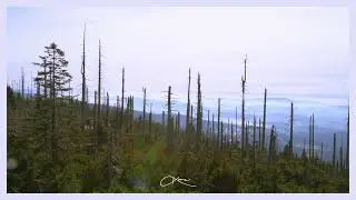 Eurasian three-toed woodpecker (Picoides tridactylus) | mount Plech&yacute; △1387, &Scaron;umava