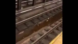 mouse gets stuck on train tracks