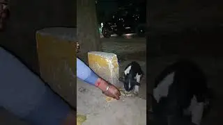 Please Help Street Dog 🐕#vansh9999 #street #dog #emotional #video #help #please