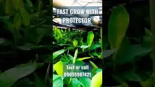 BIGCROP ORGANIC PRODUCTS_ BANANA MACRO PROPAGATION