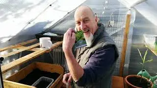 Sowing Winter Salad in the Greenhouse