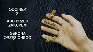 #2 Gekon orzęsiony - ABC przed zakupem