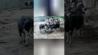 Приколы домашних коров #moment #facts #beyond