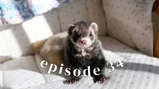 Spring is Here! Animal Care & Updates| Episode 34
