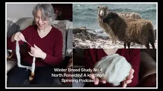 Winter Breed Study No.4 North Ronaldsy | Knitting & Spinning Vlog