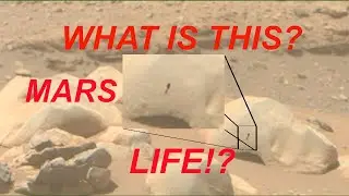 MARS Plant-Like Structure Analysis