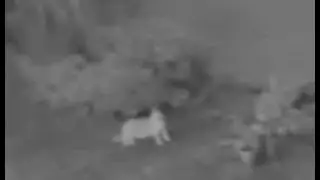 Ghost Of Cat Caught Disappearing Into Thin Air