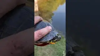 Do Turtles Have FEELINGS Too? 🐢 #shorts #turtles #turtle #fishing