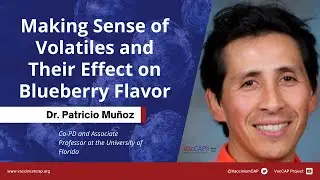 Making Sense of Volatiles and Their Effect on Blueberry Flavor