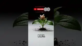 It is a visual celebration of growth, resilience, and natural beauty.#flowers #timelapse #garden