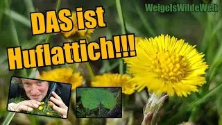 DAS ist Huflattich!!! - Ein Arten-Portrait #natur #pflanzen #botanik