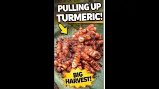 Harvesting Turmeric From My Garden 🌱 | Fresh Roots Straight From the Ground