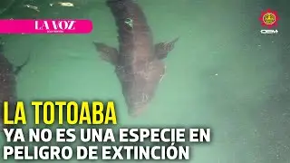 La totoaba ya no es una especie en peligro de extinci&oacute;n: UABC l La Voz de la Fronter