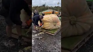 #courgette #courgettes #watermelon #farming #oversized #ovesi #neverseenbefore #neverseen