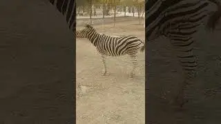 #zebra #baby zebra #shorts #youtubeshorts #ytshorts #short