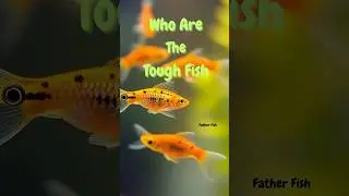 🐟 3 Hardiest Freshwater Fish for Beginners | Father Fish Top Picks