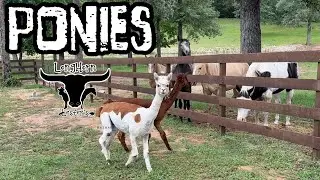 Alpaca and Horses Don’t Mix!
