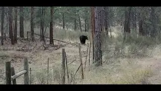 Fall Bear Hunting in the Omineca Region of BC Episode 19 2022